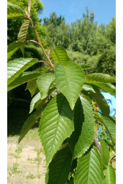 Prunus spp., форма плакуча, на штамбі